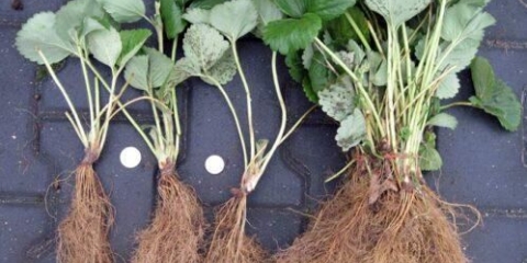 Zalijevanje jagoda u jesen: nakon sadnje, rezidba